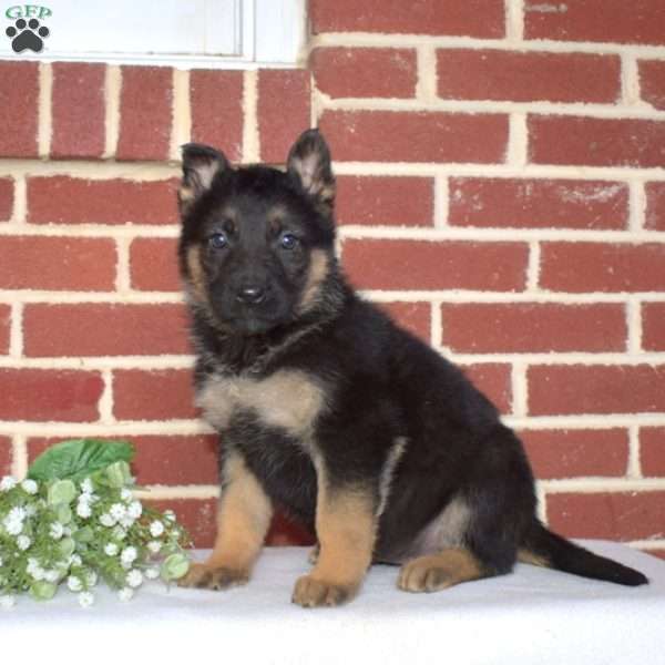 Pebbles, German Shepherd Puppy