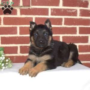 Pebbles, German Shepherd Puppy