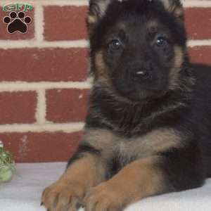 Pebbles, German Shepherd Puppy