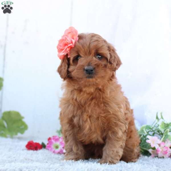 Pebbles, Cavapoo Puppy