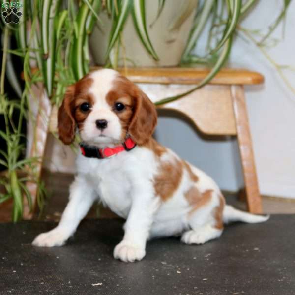 Peggy, Cavalier King Charles Spaniel Puppy