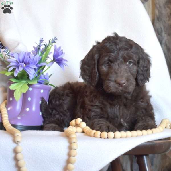 Penelope, Mini Goldendoodle Puppy