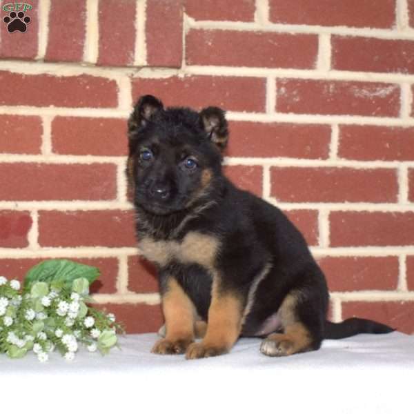 Penelope, German Shepherd Puppy