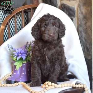 Penelope, Mini Goldendoodle Puppy