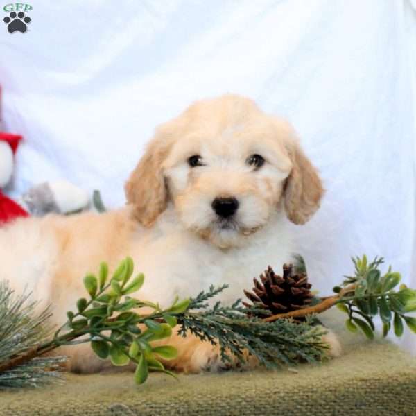 Penelope, Goldendoodle Puppy