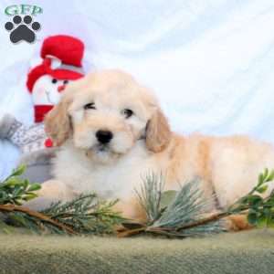 Penelope, Goldendoodle Puppy