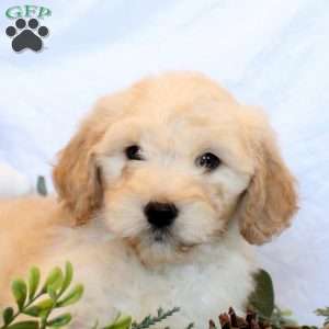 Penelope, Goldendoodle Puppy