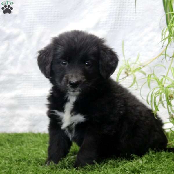 Penny, Bernese Golden Mountain Dog Puppy