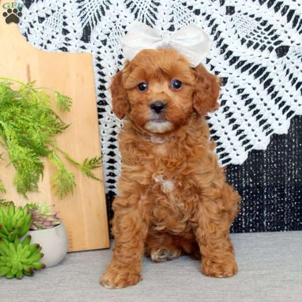 Penny, Cavapoo Puppy