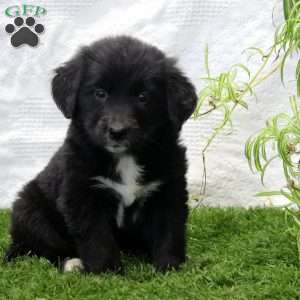 Penny, Bernese Golden Mountain Dog Puppy