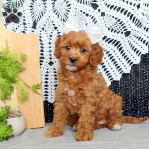 Penny, Cavapoo Puppy