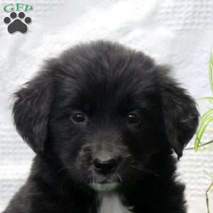 Penny, Bernese Golden Mountain Dog Puppy