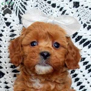 Penny, Cavapoo Puppy