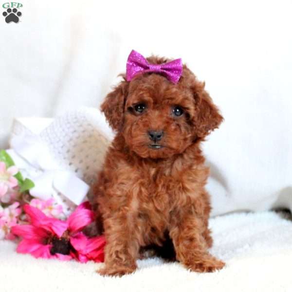 Penny, Toy Poodle Puppy