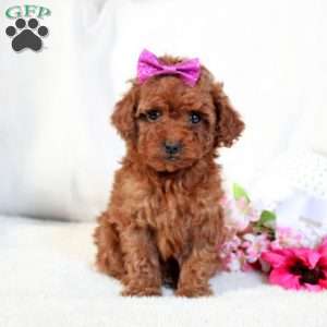 Penny, Toy Poodle Puppy