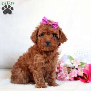 Penny, Toy Poodle Puppy