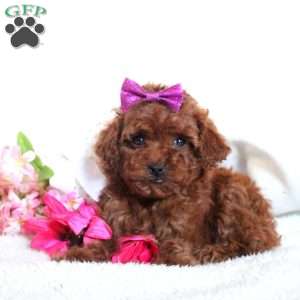 Penny, Toy Poodle Puppy