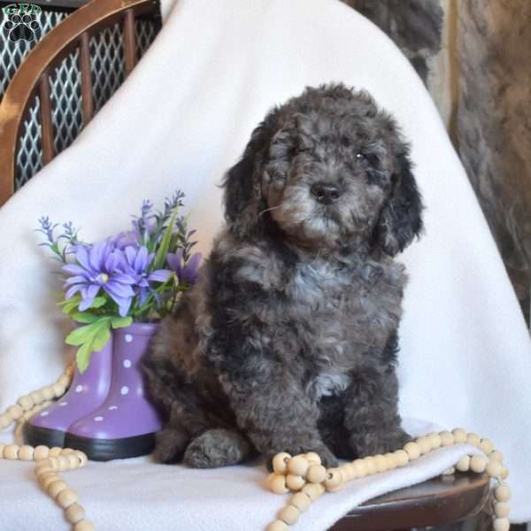 Pepper, Mini Goldendoodle Puppy