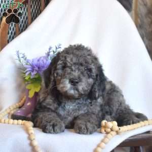 Pepper, Mini Goldendoodle Puppy