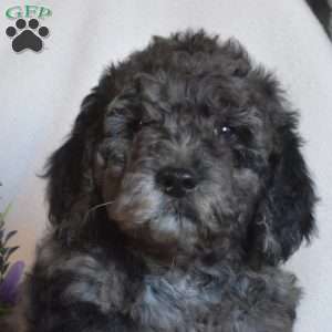 Pepper, Mini Goldendoodle Puppy