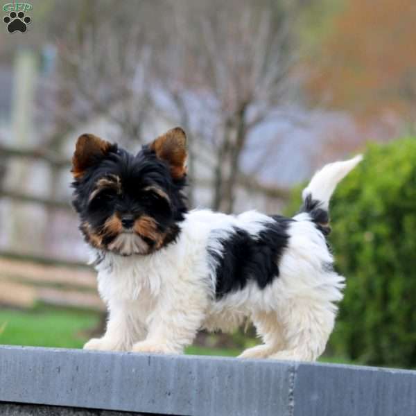 Pepsi, Biewer Terrier Puppy