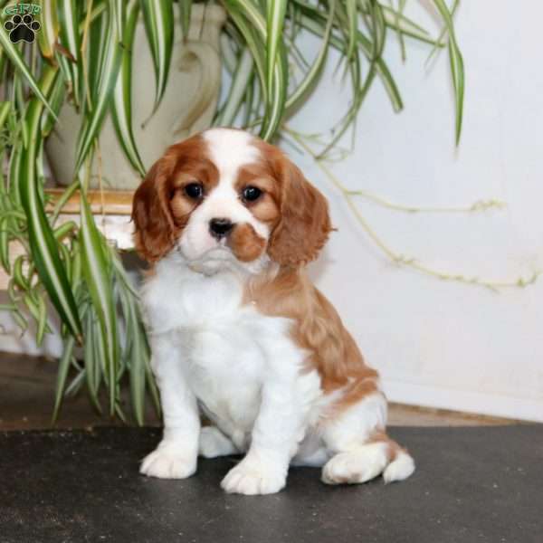 Pepsi, Cavalier King Charles Spaniel Puppy