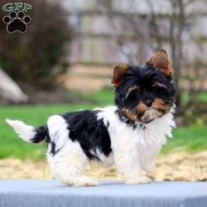 Pepsi, Biewer Terrier Puppy