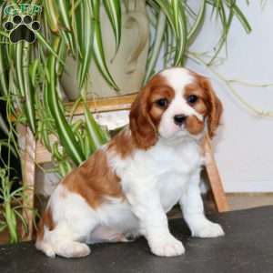 Pepsi, Cavalier King Charles Spaniel Puppy