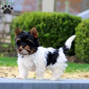 Pepsi, Biewer Terrier Puppy