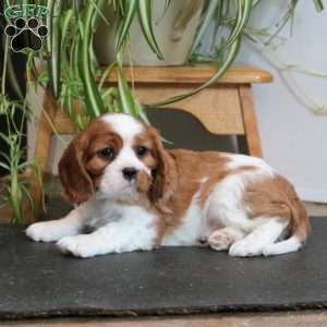 Pepsi, Cavalier King Charles Spaniel Puppy