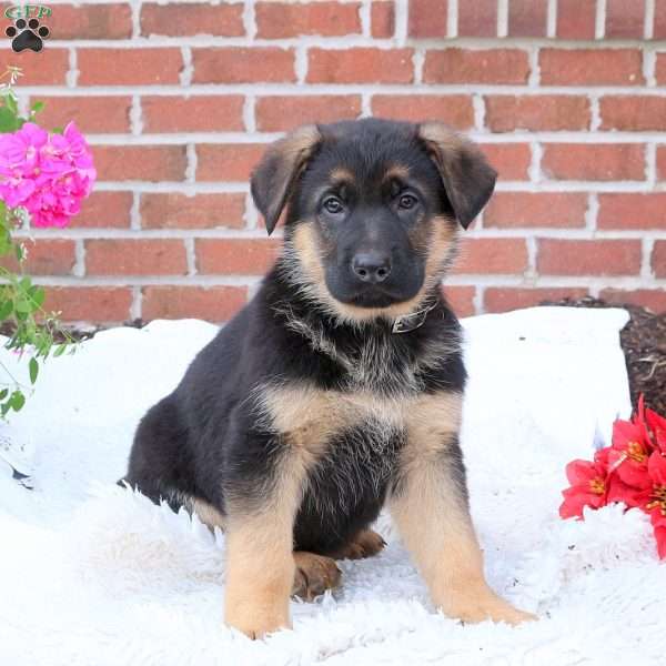 Percy, German Shepherd Puppy