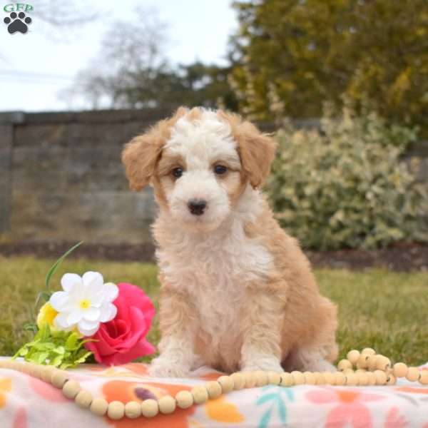 Percy, Mini Goldendoodle Puppy