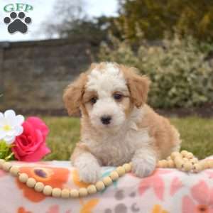 Percy, Mini Goldendoodle Puppy