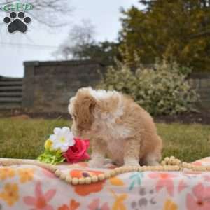 Percy, Mini Goldendoodle Puppy