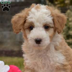 Percy, Mini Goldendoodle Puppy