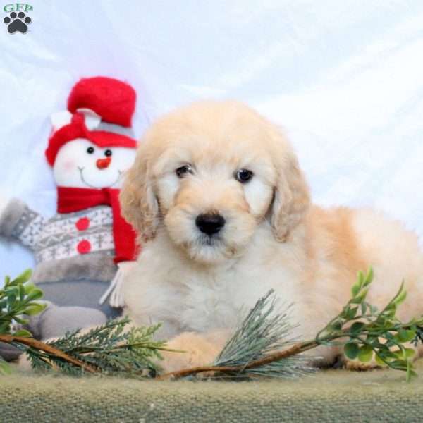 Percy, Goldendoodle Puppy