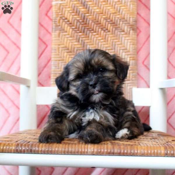 Percy, Shorkie Puppy