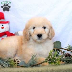 Percy, Goldendoodle Puppy