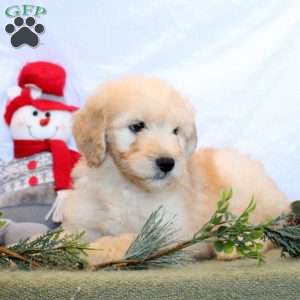 Percy, Goldendoodle Puppy