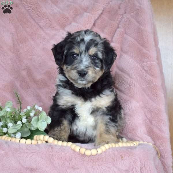 Pesto, Mini Bernedoodle Puppy