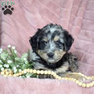 Pesto, Mini Bernedoodle Puppy