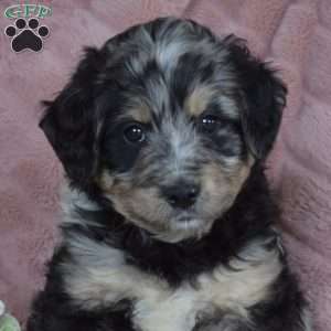 Pesto, Mini Bernedoodle Puppy