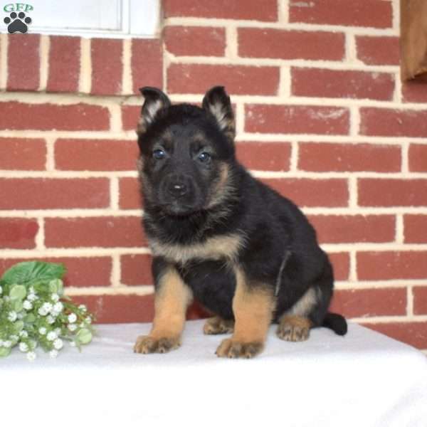 Petals, German Shepherd Puppy