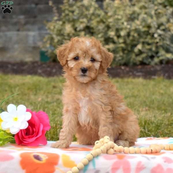 Petals, Mini Goldendoodle Puppy