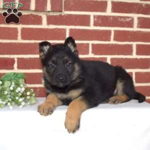 Petals, German Shepherd Puppy