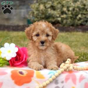 Petals, Mini Goldendoodle Puppy