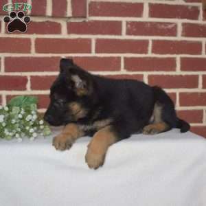 Petals, German Shepherd Puppy