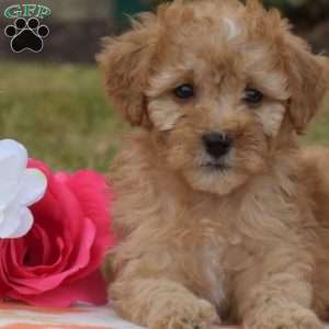 Petals, Mini Goldendoodle Puppy