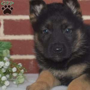 Petals, German Shepherd Puppy