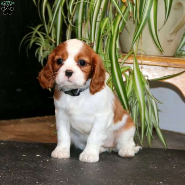 Petals, Cavalier King Charles Spaniel Puppy